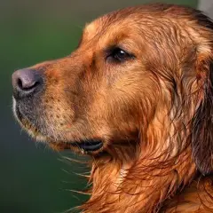 Golden Retriever: sierść czy włosy? Co musisz wiedzieć o linieniu i alergiach