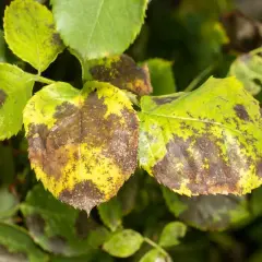 Feuilles de rosier atteintes de la maladie des taches noires, jaunissant et se couvrant de taches brunes.