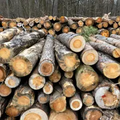 Stos ściętych pni drzew, gotowych do sprzedaży. Widać przekroje, ukazujące słoje drewna, co wpływa na jego cenę.