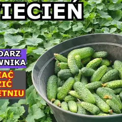 Jakie warzywa siać w kwietniu, aby uniknąć rozczarowań w ogrodzie