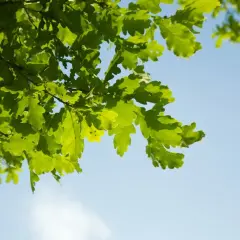 Jakie drzewa sadzić na osiedlach, by uniknąć problemów z korzeniami?