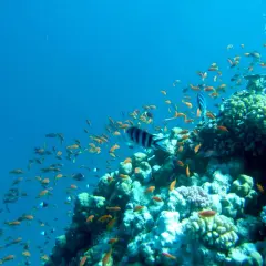Un banco di pesci rossi nuota tra le rocce coralline di Marsa Alam. Un pesce zebra a strisce nere e bianche attraversa la scena.