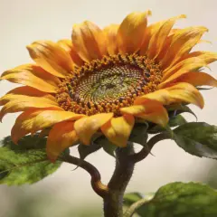 Un magnifique plant de tournesol aux pétales orange vif et au cœur détaillé. Ses feuilles vertes et sa tige courbée ajoutent à sa beauté naturelle.