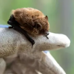 Ein kleines braunes Fledermäuse ruht auf einer behandschuhten Hand. Wie lange dauert der Fledermaus Winterschlaf?