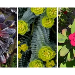 Tres plantas: una suculenta oscura, una Euphorbia verde con flores amarillas y una Corona de Cristo roja. ¡Cuidado! Son plantas tóxicas para perros.