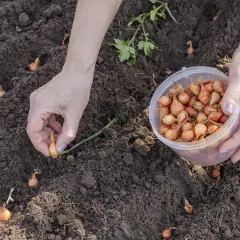 Ręce sadzą dymkę cebuli. Zastanawiasz się, co sadzić obok cebuli? Marchew, buraki, czy zioła to dobre wybory.