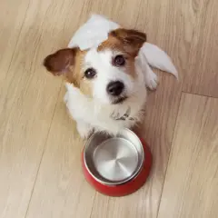 Szczeniak Jack Russell czeka z pustą miską, zastanawiając się, jak często karmić szczeniaka.
