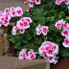 Piękne pelargonie w odcieniach różu i bieli, kwitnące bujnie. Idealna ziemia do pelargonii zapewni im taki wzrost.
