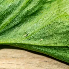 Nahaufnahme eines grünen Blattes mit sichtbaren winzigen Insekten, die ein typisches Thripse-Schadbild verursachen.