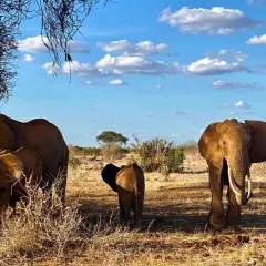 Kenia safari: Które rezerwaty wybrać? Przewodnik po dzikiej Afryce