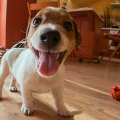 Szczeniak rasy jack russell terrier, mały pies myśliwski, z językiem na wierzchu, gotowy do zabawy.