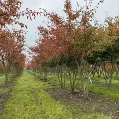 Reihen von Bäumen, die für Spalierobst formen, mit roten und grünen Blättern im Herbst.