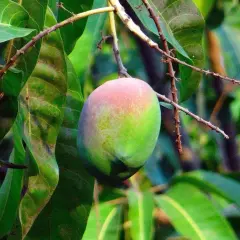 Dojrzałe mango, częściowo zielone, częściowo różowe, wisi na gałęzi. Tak właśnie gdzie rośnie mango, w tropikalnym słońcu.