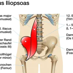 Der Iliopsoas-Muskel, bestehend aus M. psoas major und M. iliacus, ist rot dargestellt. Er entspringt an den Lendenwirbeln und dem Darmbein und setzt am Oberschenkel an.