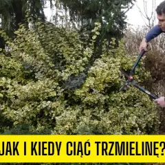Jak przycinać trzmielinę na pniu, by uniknąć błędów i uzyskać zdrowe rośliny