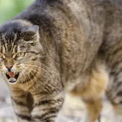 Kot z otwartym pyskiem, wyrazem agresji. Może to być jeden z objawów wścieklizny.