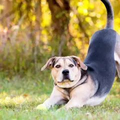 Ein Hund in Gebetsstellung mit einem Ball im Gras.