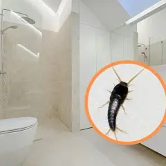 Rybiki cukrowe w łazience? Pozbądź się ich raz na zawsze!