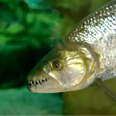 El pez tigre africano, con sus afilados dientes, nada en aguas verdes.