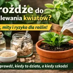 Drożdże do podlewania kwiatów doniczkowych? Na zdjęciu widać różne formy drożdży, wodę i roślinę w doniczce.