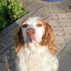 Un adorable breton perro, con pelaje blanco y marrón, mira atentamente a la cámara.