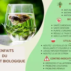 Un verre de thé vert biologique infusant, révélant ses vertus anti-inflammatoires, antimicrobiennes et antioxydantes pour une meilleure santé.