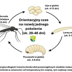 Cykl rozwojowy ziemiórek: jaja, larwy, poczwarki i owady latające. Zobacz, jak wyglądają ziemiórki na różnych etapach rozwoju.