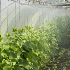 Jak uprawiać warzywa w tunelu foliowym, aby uniknąć najczęstszych błędów
