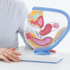 Model narządu rodnego kobiety, omawiany podczas konsultacji, która może skutkować zwolnieniem lekarskim po biopsji endometrium.