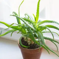 Zielony aloes w glinianej doniczce na parapecie. Dowiedz się, jak rozmnożyć aloes, by cieszyć się jego dobrodziejstwami.