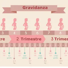 Illustrazione mostra le tappe della gravidanza, da 1 a 40 settimane, con le dimensioni e il peso del feto. Indica quante settimane dura una gravidanza.