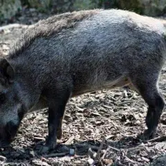 Jaka jest waga dorosłego dzika? Ciężar słusznych rozmiarów