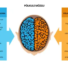 Ilustracja pokazuje podział mózgu na półkule i jak działa pamięć, przypisując funkcje lewej i prawej stronie.
