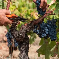 Mani esperte raccolgono grappoli di uva nera in un vigneto di Carignano del Sulcis.