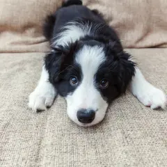 Uroczy szczeniak rasy Border Collie leży na kanapie. Szukasz inspiracji na angielskie imiona dla zwierząt?
