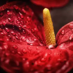 Gouttes de rosée sur un anthurium rouge éclatant, sa spathe veloutée et son spadice jaune vibrant capturés en gros plan.