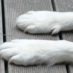 Dwie białe, puszyste łapy psa leżą na drewnianej desce. Zastanawiasz się, ile palców ma pies?