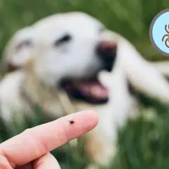Un dedo muestra una garrapata, con un perro borroso al fondo. Una lupa amplía otra garrapata, alertando sobre las garrapatas en perros.