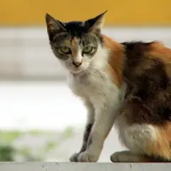 A mi gato se le notan los huesos, ¿es un signo de enfermedad?