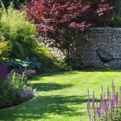 Grüner Rasen, lila Salbei und ein japanischer Ahorn – tolle rasenkante ideen für einen modernen Garten mit Gabionenwand.