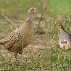Dwie ptaki na trawie: po lewej samica bażanta, po prawej kuropatwa.