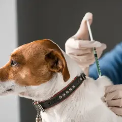 Weterynarz podaje zastrzyk, dbając o zdrowie szczeniaka. Ważne są jakie szczepienia dla szczeniaka, by zapewnić mu długie i szczęśliwe życie.