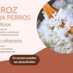 Arroz para perros: beneficios y cómo ofrecerlo. Los perros pueden comer arroz, rico en vitaminas y proteínas, pero con moderación.