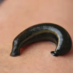 Une sangsue noire, courbée sur la peau, se prépare à se nourrir.