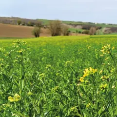 Champ de cameline en fleurs, paysage rural verdoyant sous un ciel bleu. La culture de cameline prospère.
