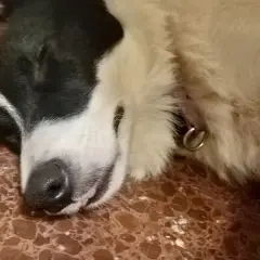Ein süßer Hund schläft tief und fest. Man kann fast hören, wie der hund schnarcht, während er von Abenteuern träumt.
