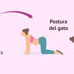 Calendario indica segundo trimestre de embarazo. Ilustración muestra secuencia yoga embarazadas: postura del gato, arqueando la espalda.