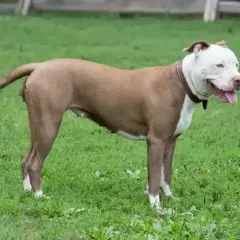 Potężny pies rasy pitbull, z pewnością najsilniejszy pies na świecie, stoi na zielonej trawie.