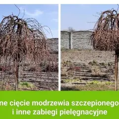 Jak przycinać modrzew na pniu, aby uniknąć błędów i zapewnić zdrowie drzewa