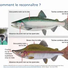 Illustration comparant le saumon rose en phase argentée et en phase reproductive, montrant les caractéristiques distinctives de ce poisson de rivière.